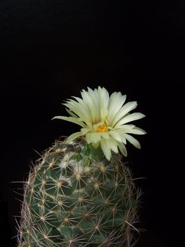 1456 Coryphantha cornifra