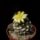 146_copiapoa_barquitensis_1573777_1817_t