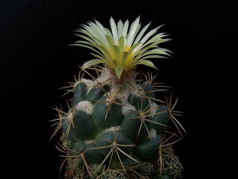 1578 Coryphantha