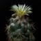 1578 Coryphantha