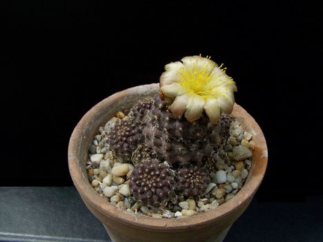 556 Copiapoa tenuissima