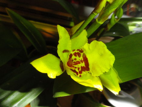 Cambria   Colmonara Wildcat Yellow Butterfly      5