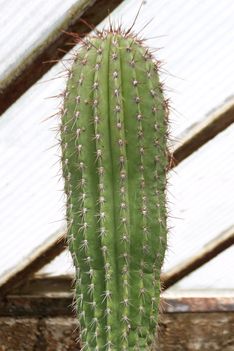 Cephalocereus macrocephalus 1778