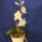 trikolor orchidea sötét háttérrel