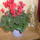 Viragba_borult_a_ciklamenem_1574960_9400_t