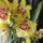 Cambria_3_1575838_2571_t
