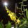 Cambria_8_1575843_1933_t