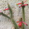 Csővirágú kaktusz (cleistocactus smaragdiflorus)