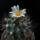 Gymnocactus_gielsdorfianus_1576059_7466_t