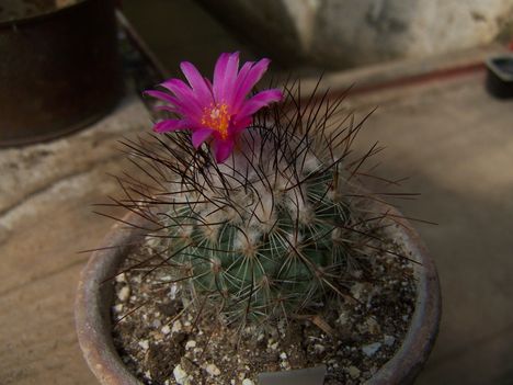  Gymnocactus viereckii