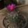 Gymnocactus_viereckii_1576067_5064_t