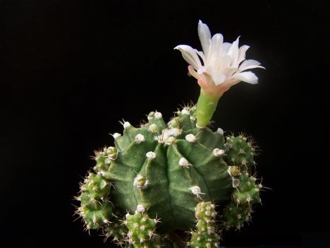  Gymnocal.mihanovichii f.smaragdiflorus