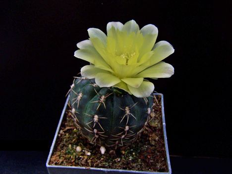  Gymnocalycium andreae