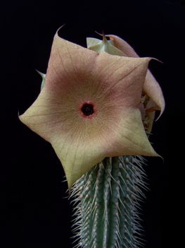 Hoodia gordonii