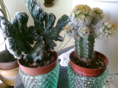 oltott kaktusz és cristata
