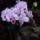 Orchidea-004_1576453_7060_t