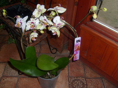 orchidea körbe