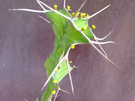 Szarvas kutyatej (euphorbia grandicornis)