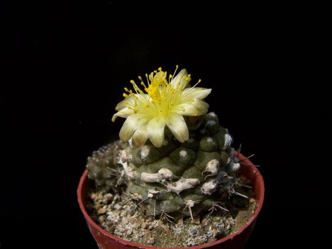 Copiapoa barquitensis