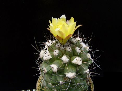  Copiapoa echinata