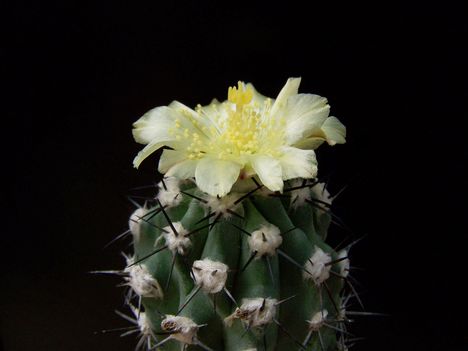 Copiapoa pendicolor