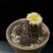 Copiapoa tenuissima