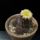 Copiapoa_tenuissima_1577692_6139_t