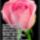 Idezet-031_1577816_7709_t