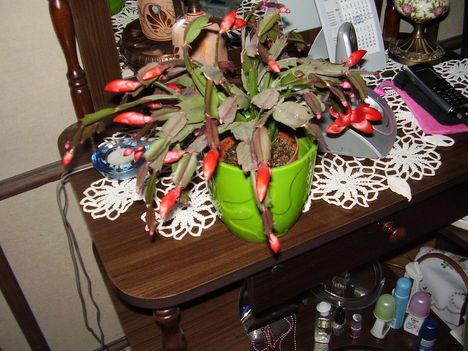 Kaktuszom, 2012. nov. 22.