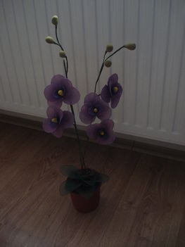 két águ orchidea 001
