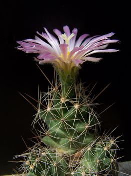 Lepidocoryphantha runyonii