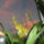 Orc_cambriak_1577968_2942_t