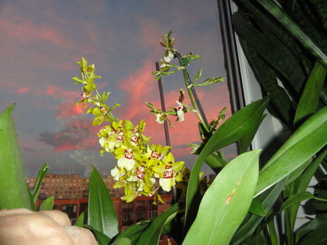 Orchidea 1; Cambriák