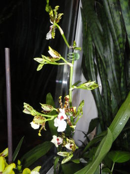 Cambria    Oncidium Jungle Monarc     15 kép