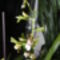 Cambria    Oncidium Jungle Monarc     15 kép