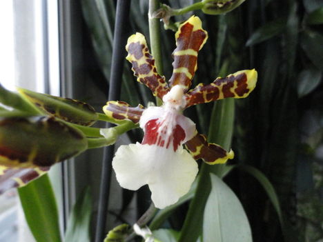 Cambria    Oncidium Jungle Monarc      7.kép