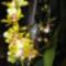 Cambria   Colmonara Wildcat " Yellow  Butterfly   ; mögötte  Cambria " Oncidium"Jungle Monarc "  14