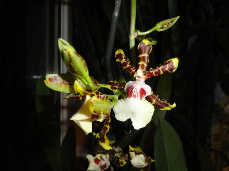 Cambria   Oncidium Jungle Monarc    1.kép