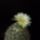 Coryphantha_cornifra_1578152_4582_t