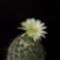 Coryphantha cornifra