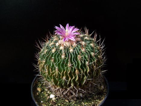  Echinofossulocactus grandicornis