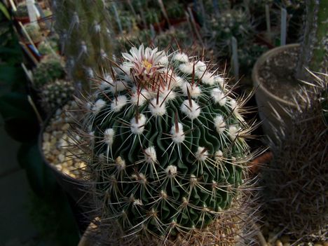  Echinofossulocactus vaupelianus