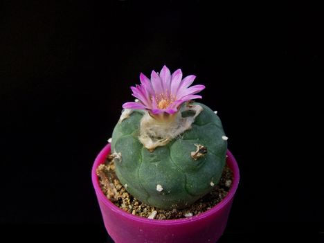 Lophophora jourdaniana