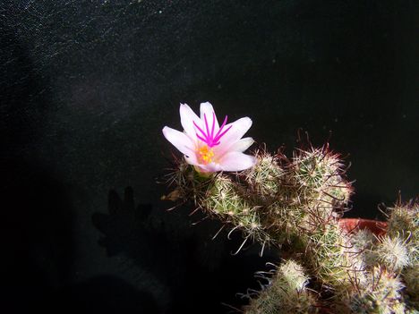  Mammilaria yaguensis