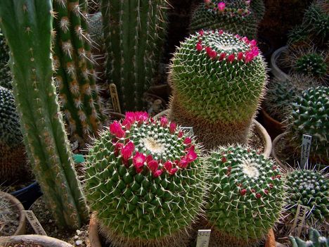 Mammillaria neomystax