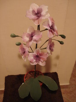 cirmos orchidea