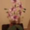 cirmos orchidea