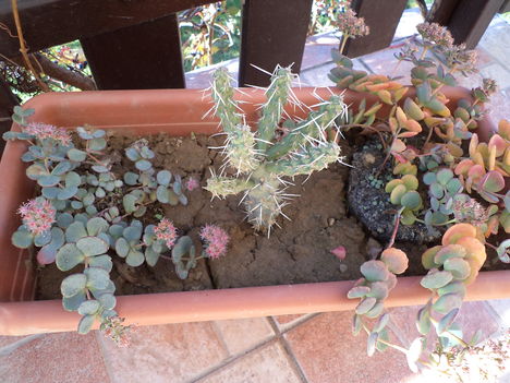 októberke és télálló kaktusz