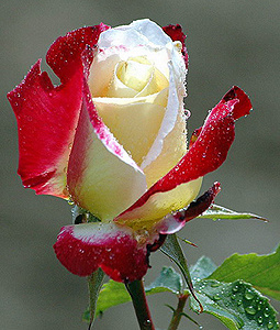 rózsa piros-fehér