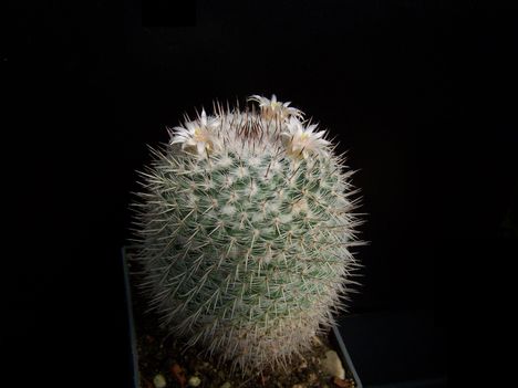  Mammillaria albilanata